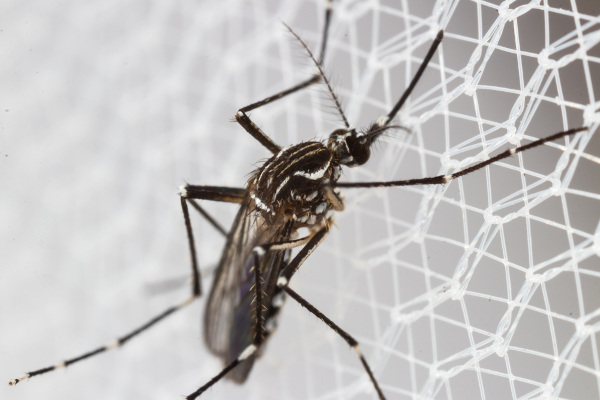 A dengue é transmitida pelo mosquito Aedes aegypti.